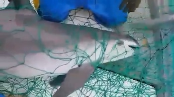 Continua la pesca ilegal con