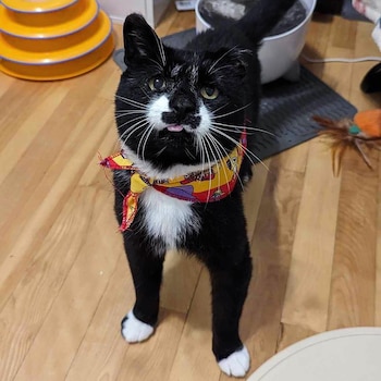 El gato probó comida por