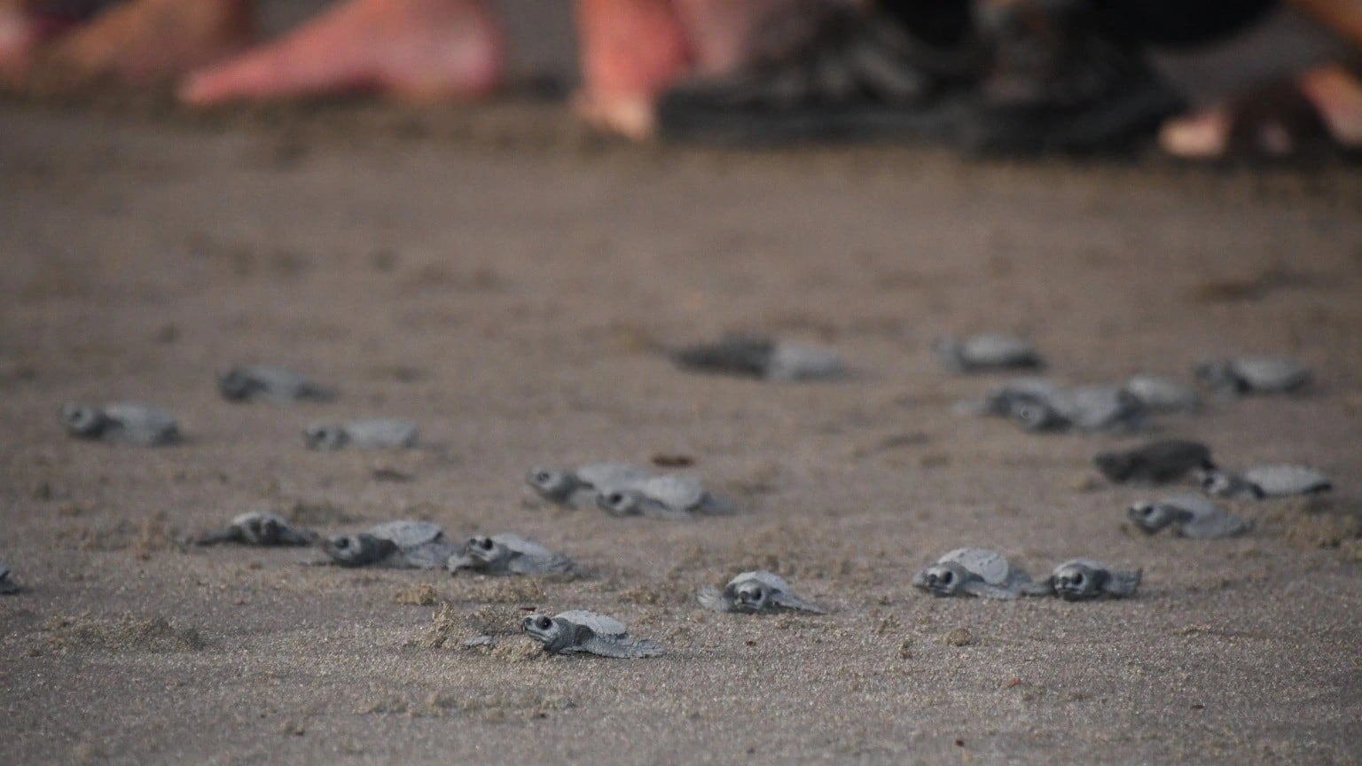 Las famosas playas nicaragüenses celebraron la llegada de miles de crías de paslama este verano, atrayendo la atención de curiosos, amantes de la naturaleza y expertos en protección de fauna marina (Foto cortesía Ministerio de Medio Ambiente)