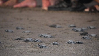 Las famosas playas nicaragüenses celebraron la llegada de miles de crías de paslama este verano, atrayendo la atención de curiosos, amantes de la naturaleza y expertos en protección de fauna marina (Foto cortesía Ministerio de Medio Ambiente)