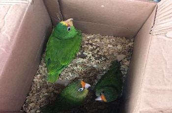 En Guatemala decomisaron aves escondidas en cajas (Foto cortesía INTERPOL)