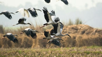 Se confirma un nuevo foco