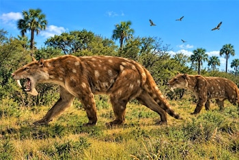Dos grandes felinos con colmillos largos y pelaje manchado caminan en un pastizal con árboles, palmeras y aves en el cielo