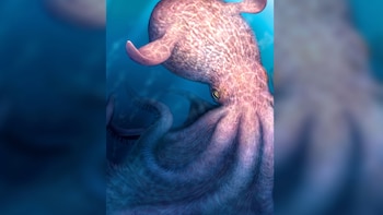 Alcanzaban el tamaño de un edificio de seis pisos y dominaban los mares: el sorprendente hallazgo sobre el antepasado del pulpo