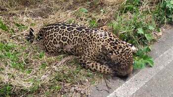 Jaguar hallado muerto a orillas