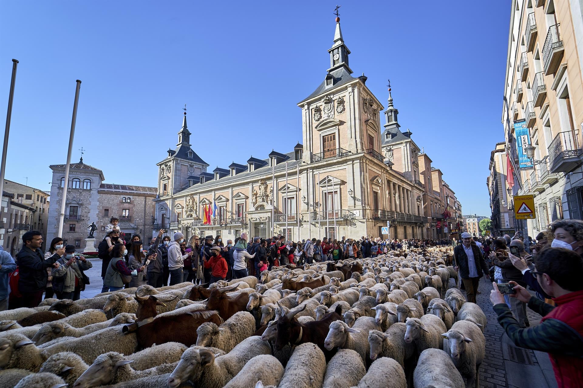 El rebaño cruzará el centro de Madrid el domingo 25 de octubre, con salida desde la Casa de Campo y llegada a la plaza de Cibeles. (Europa Press)