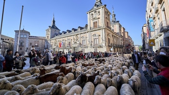 Planes gratis en Madrid este fin de semana: desde ovejas en el centro de la ciudad a actividades circenses para toda la familia