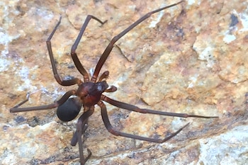 México tienen casi el 30%