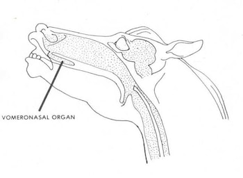 Los equinos también cuentan con