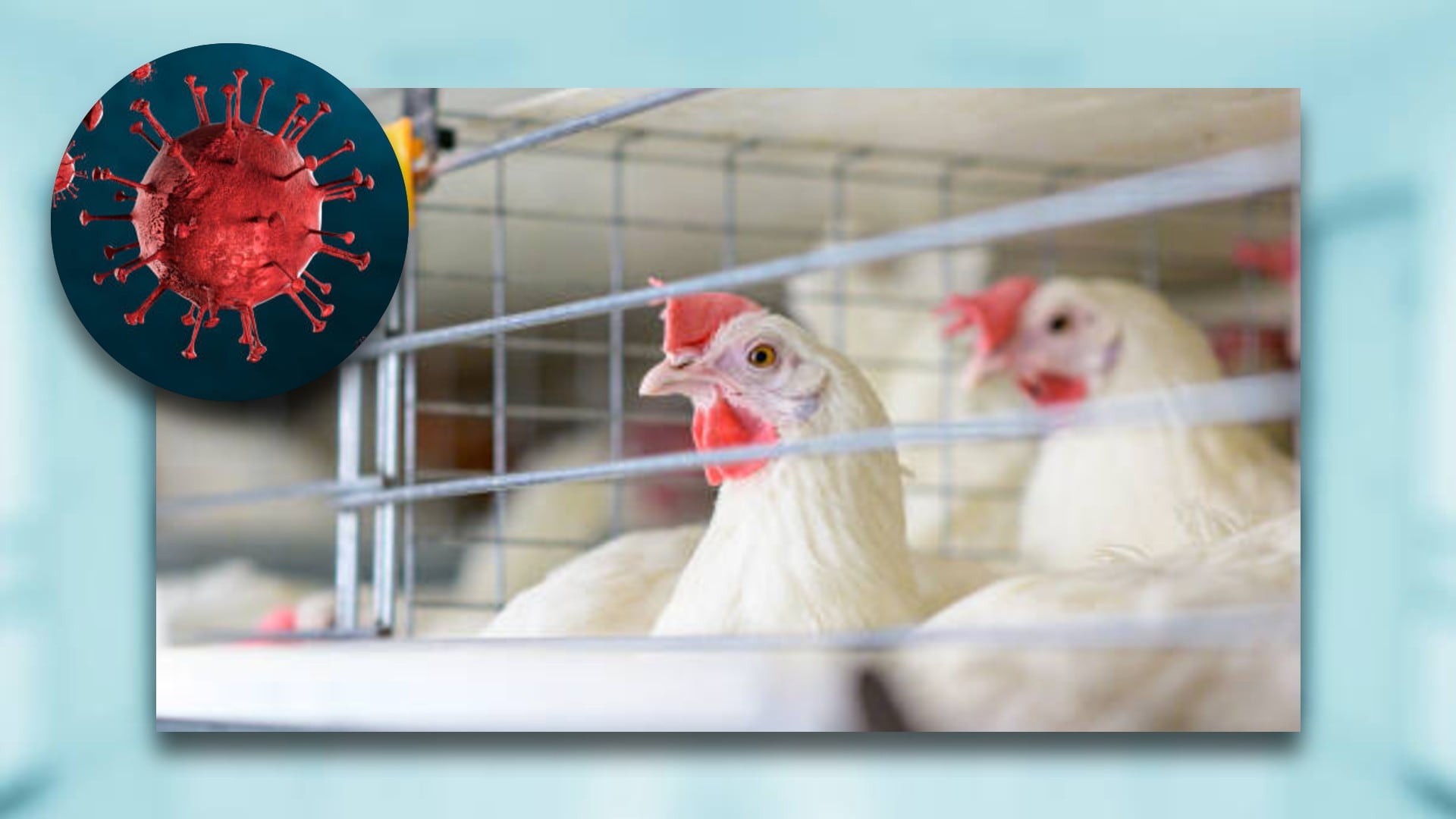 El desarrollo de una vacuna argentina de ARNm busca anticipar futuras pandemias de gripe aviar en América Latina (Jesús Tovar Sosa/Infobae)