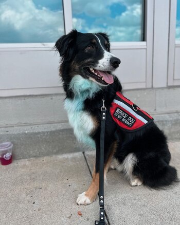 Bailey está entrenado como un