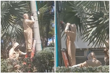 La rápida respuesta permitió retirar el enjambre sin incidentes mayores - crédito Guardia Ambiental