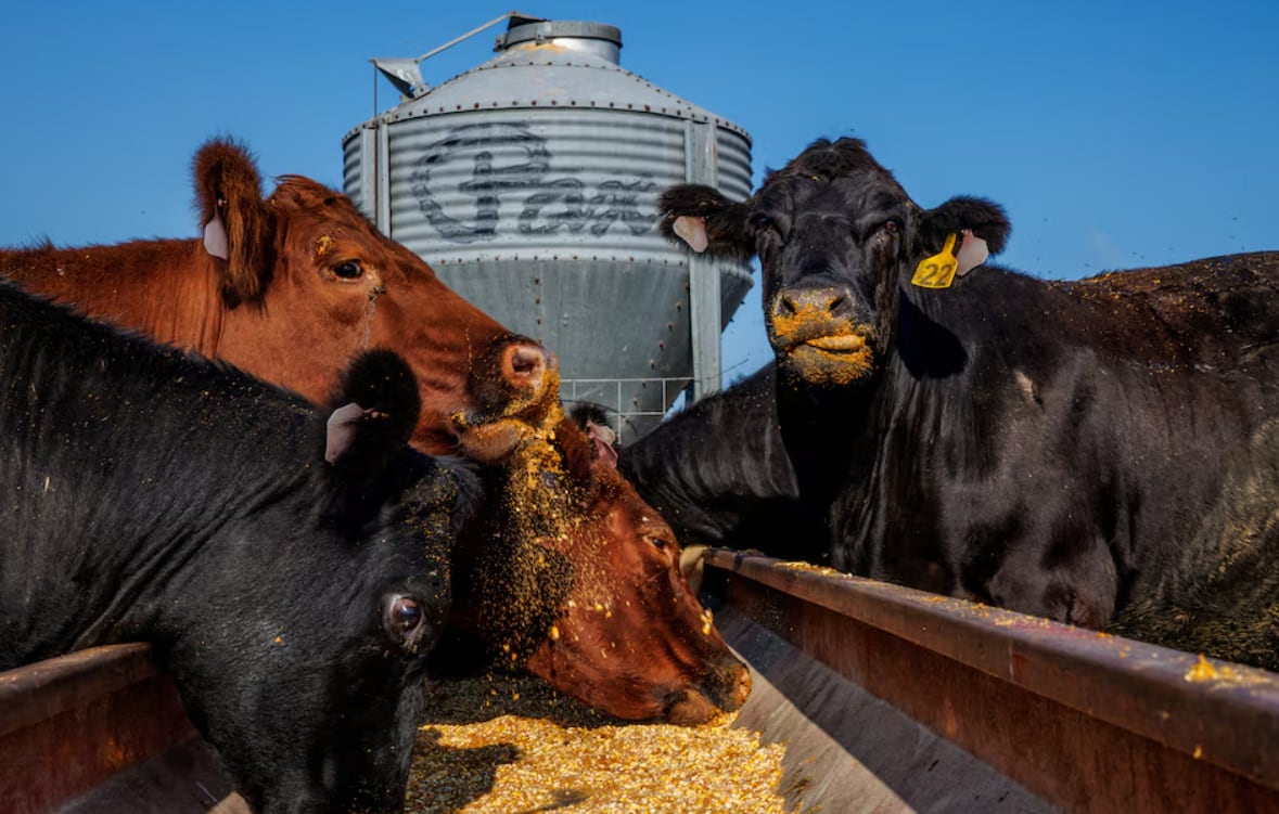 La reducción en los rodeos ganaderos limita la oferta y presiona sobre los mercados minoristas (Reuters)