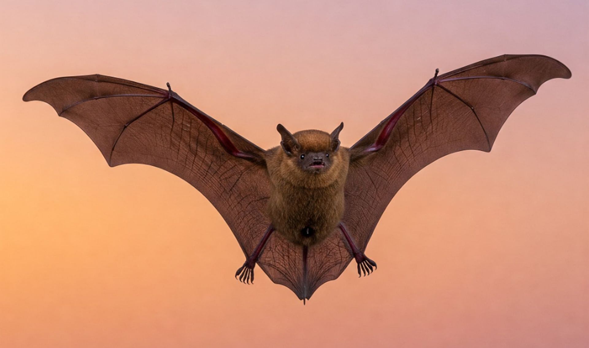 El desconocimiento ha convertido a los murciélagos en víctimas de prejuicios, pese a que investigaciones recientes resaltan sus aportes en salud y equilibrio ambiental. (Freepik)