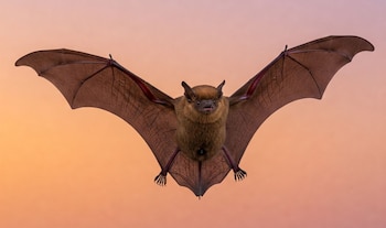 Día de Apreciación de los Murciélagos – murciélago – Perú – noticias – 16 abril