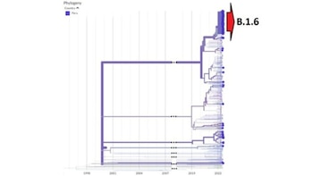 Estudios sobre la viruela del mono continúan.