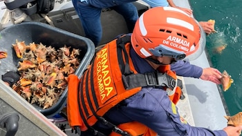 Qué son los caracoles pala, especie protegida en el Caribe: la Armada frustró millonario negocio de contrabando de 151 de estos ejemplares