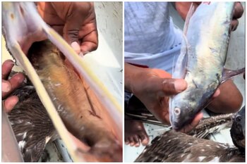 Un pescado se había quedado