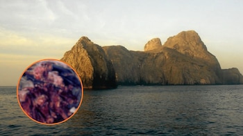 Condenaron a seis personas por traficar 300 aletas y 100 troncos de tiburón en Malpelo: les imputarán delito ambiental agravado