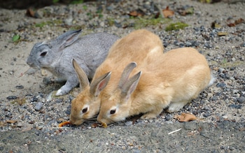 Los conejos andan libremente por