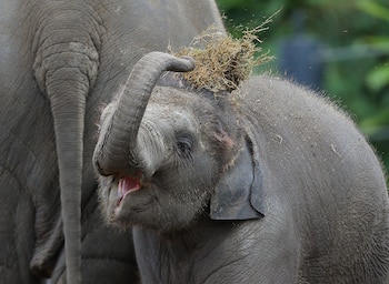 Los colmillos bien formados suelen