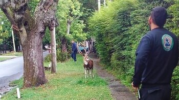 CIERVO SUELTO EN LA PLATA