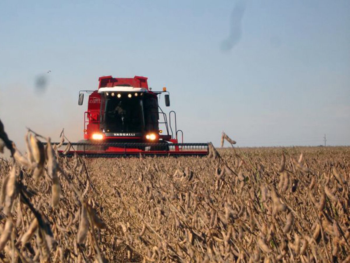 Soja: por qué hay tanta volatilidad en su precio internacional y cómo puede impactar en el mercado argentino - Infobae