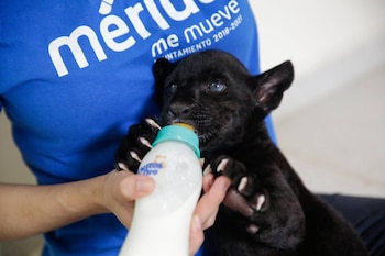 (Foto: Tw/@RenanBarrera)