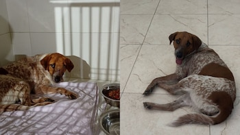 Esta es Zafira, una perrita que llegó enferma y buscando ayuda al batallón del Ejército en Arauca y ahora es símbolo de resiliencia