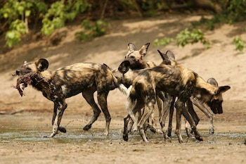 El Endangered Wildlife Trust impulsa desde 1997 traslados entre reservas que sumaron más de 344 ejemplares y ampliaron el territorio de la especie en 1,5 millones de hectáreas (REUTERS)