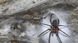 Encontraron la telaraña más grande del mundo en una cueva de azufre entre Grecia y Albania