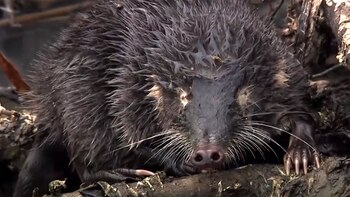 La guerra en Ucrania amenaza