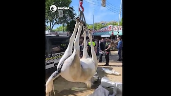 Una yegua muere en Sevilla