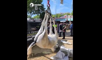 El cuerpo de la yegua