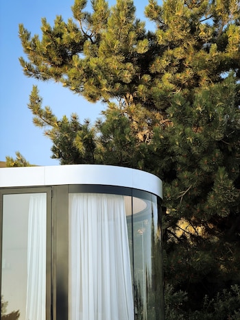 Estructura curva de cristal con cortinas blancas en el interior, situada junto a un pino frente a un cielo azul