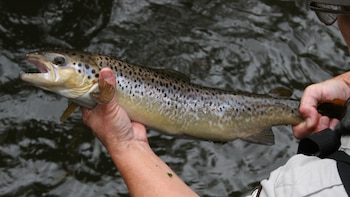Asturias se queda sin las subastas del ‘campanu’ ante la ausencia de salmones en los ríos: la especie sufre un serio declive en España