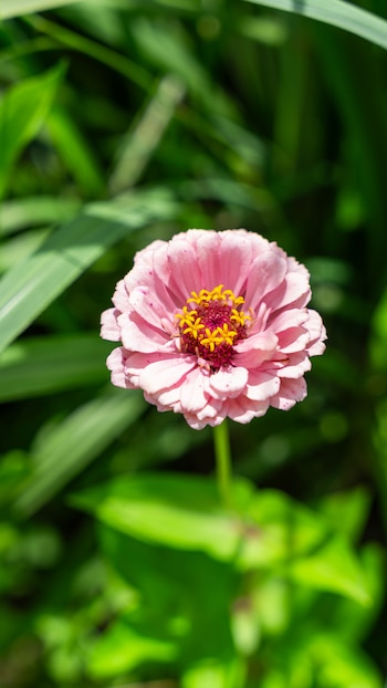 Cultivar cosmos, zinnias y amapolas