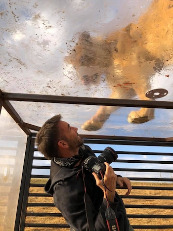 Los leones juegan con la