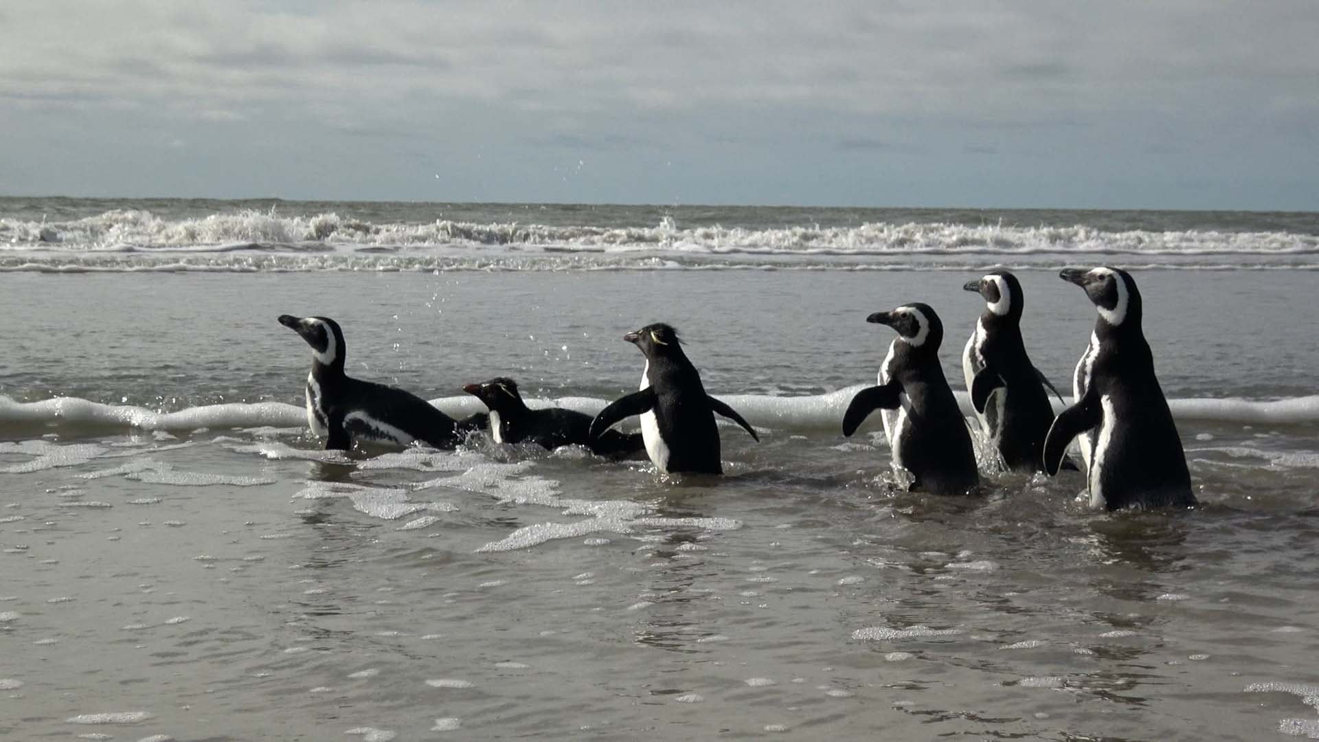 Seis pingüinos fueron liberados en la costa bonaerense tras su rehabilitación en Fundación Mundo Marino (Fundación Mundo Marino)