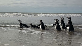 Seis pingüinos volvieron al mar tras un rescate clave: estaban atrapados en redes y contaminados con petróleo