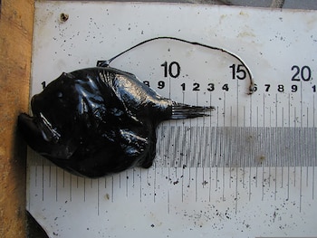 Un pez pescador oscuro, de cuerpo gelatinoso y con un apéndice largo y delgado sobre la cabeza, yace sobre una tabla de medición blanca con números negros