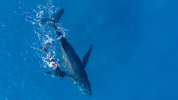 Las ballenas obtuvieron protección legal contra megabuques en el Golfo