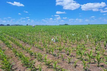 En 2024/25, la urea convencional perdió entre el 14 % y el 15 % del nitrógeno aplicado, frente a un 6 % a 7 % con el tratamiento.