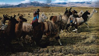 Animales de zonas altoandinas también