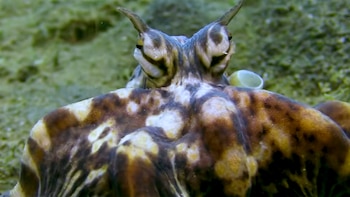 Primer plano de un pulpo mimético (Thaumoctopus mimicus) con piel moteada en tonos marrones, blancos y amarillos sobre un lecho marino verde. Sus ojos prominentes y cuernos son visibles