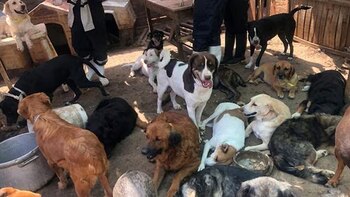 Sparring canino: mafias roban perros