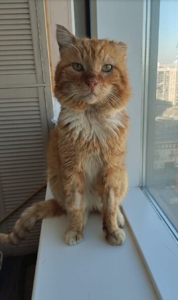 Debido a que pasó siete