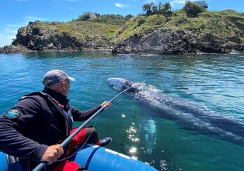 Thierry Auga-Bascou, científico y miembro de la Agencia Francesa de Biodiversidad, toma una muestra de piel de Wally, la ballena gris de 15 meses, nadando en el Mar Mediterráneo pasando por la costa de Argeles-Sur-Mer, Francia, 6 mayo 2021.
REUTERS/Alexandre Minguez
