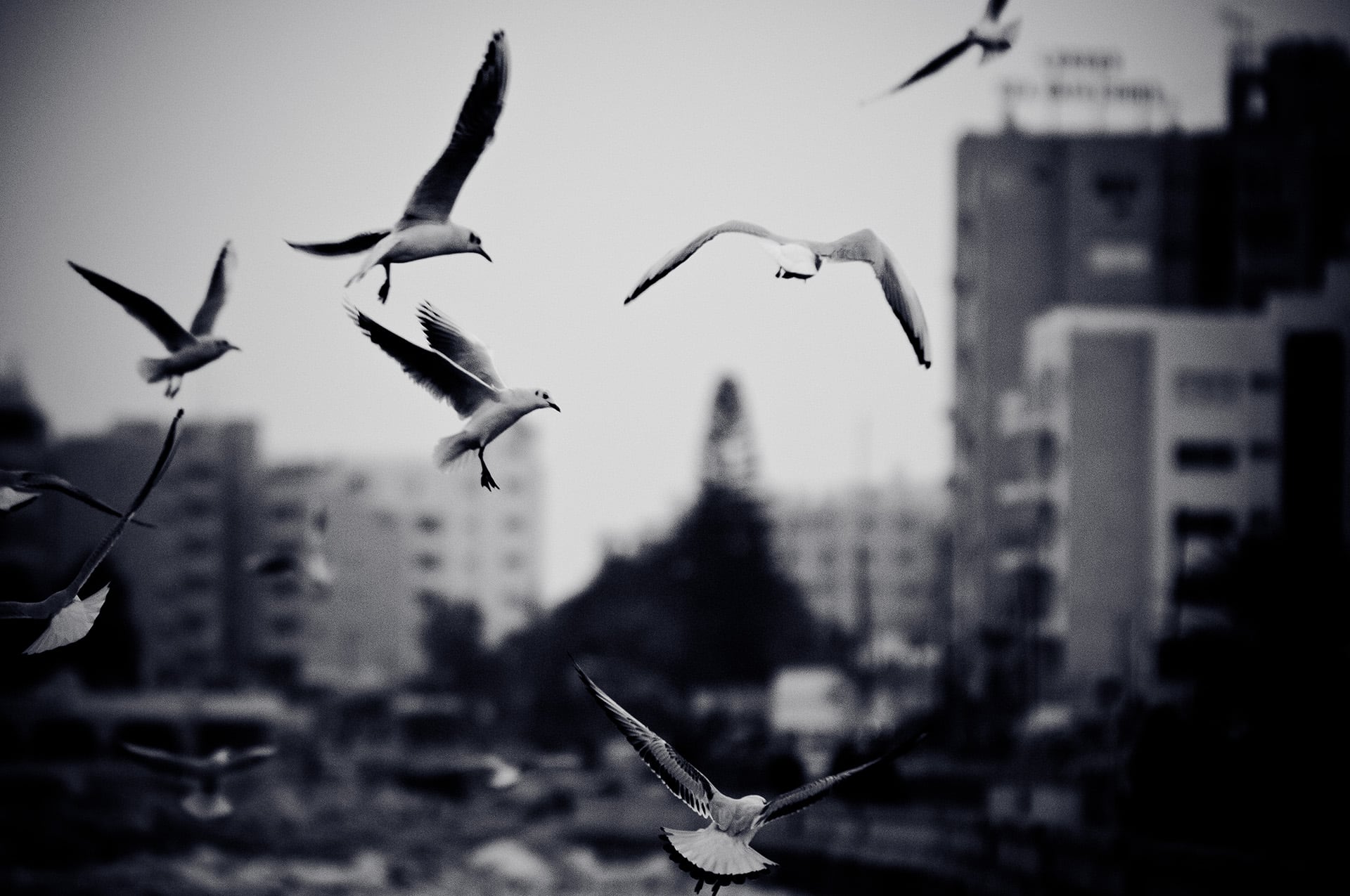 El Eternauta y las aves enfatizan la importancia de la colectividad para la supervivencia. Freepik