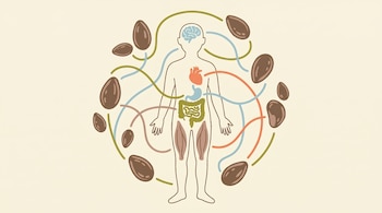 Ilustración de un cuerpo humano con órganos coloreados (cerebro, corazón, intestinos) y líneas conectándolos a semillas ovaladas que lo rodean.
